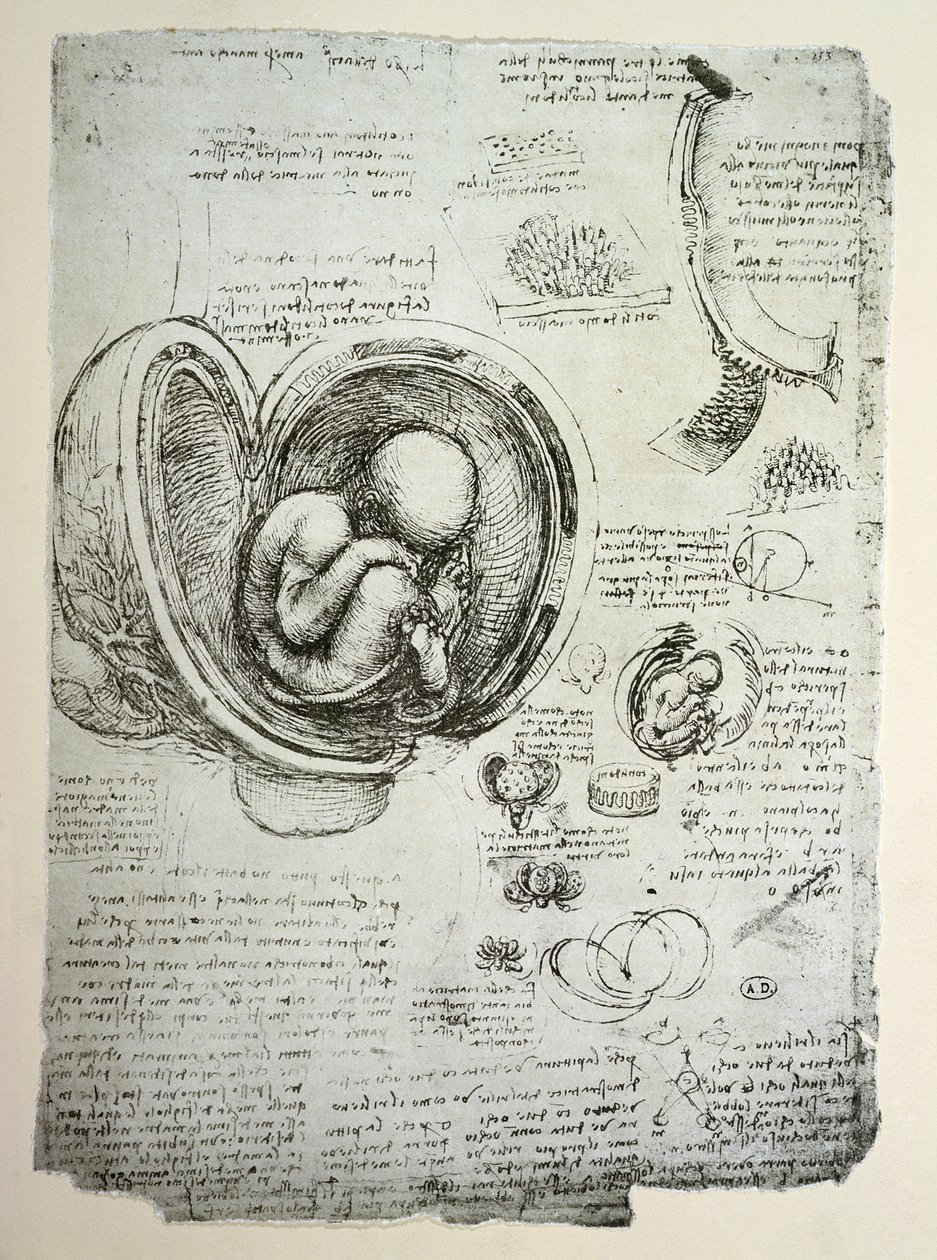 Az emberi magzat az anyaméhben, fakszimile másolat alkotó: Leonardo da Vinci