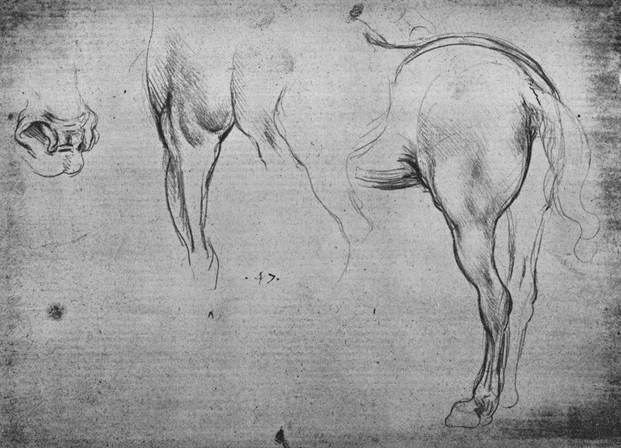 Három vázlat egy ló hátsó negyedéről és az egyik orrlyukáról, c1480 1945 alkotó: Leonardo da Vinci