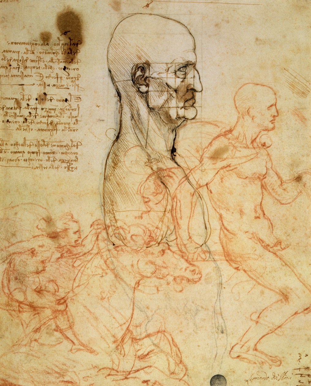 Profilos férfi törzse, a fej arányosan négyzetbe húzva és két lovas vázlata, 1490 és 1504 körül (toll, tinta és vörös kréta fémhegyen papíron alkotó: Leonardo da Vinci