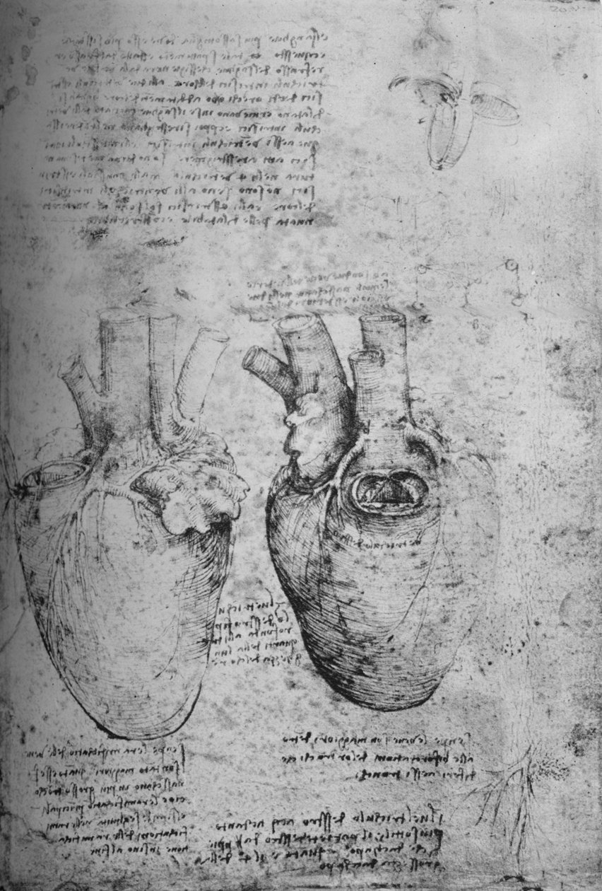 Két rajz a szívről, c1480 1945 alkotó: Leonardo da Vinci