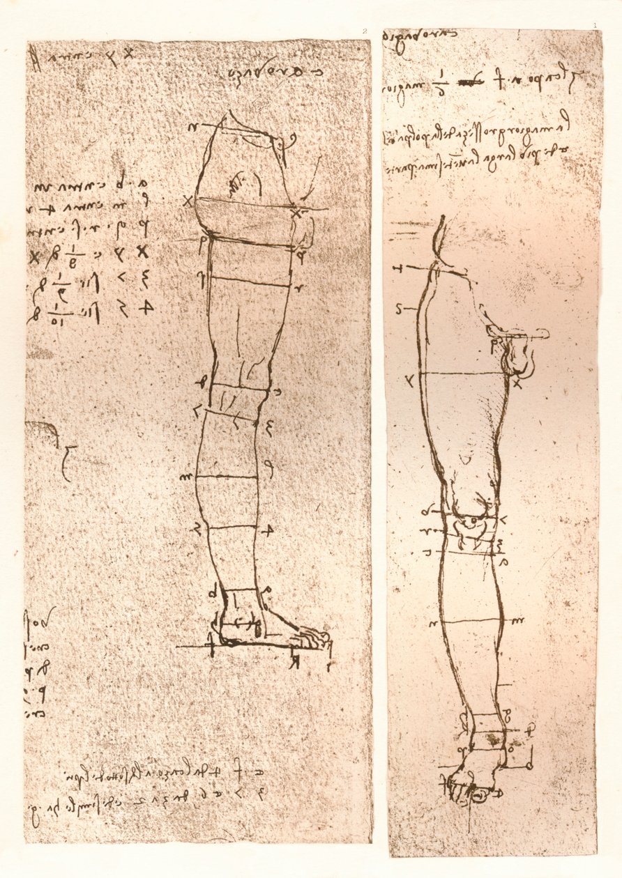 Két rajz, amely az emberi alak arányainak elméletét illusztrálja, c1472-c1519 1883 alkotó: Leonardo da Vinci