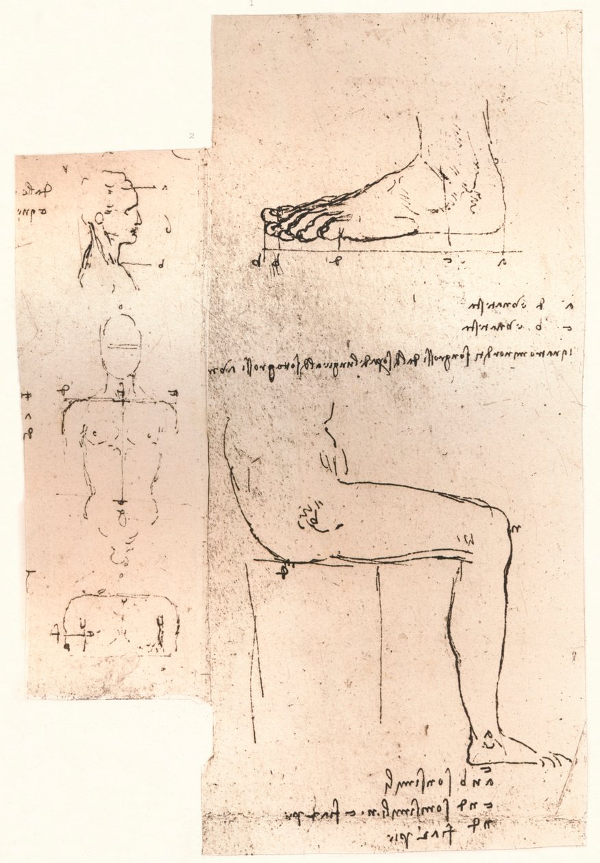 Két rajz, amely az emberi alak arányainak elméletét illusztrálja, c1472-c1519 1883 alkotó: Leonardo da Vinci