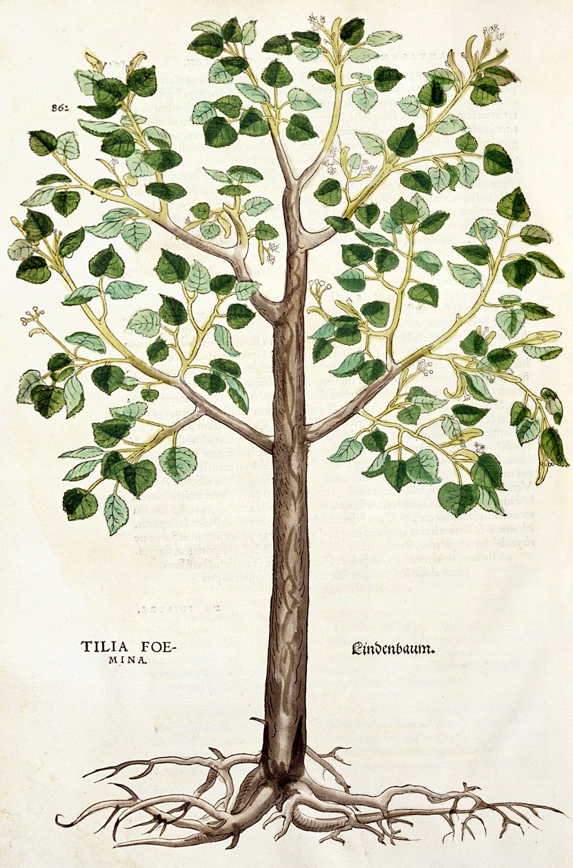 Tilia Lindenbaum, avagy hársfa, illusztráció a „A faj története” c. alkotó: Leonhard Fuchs