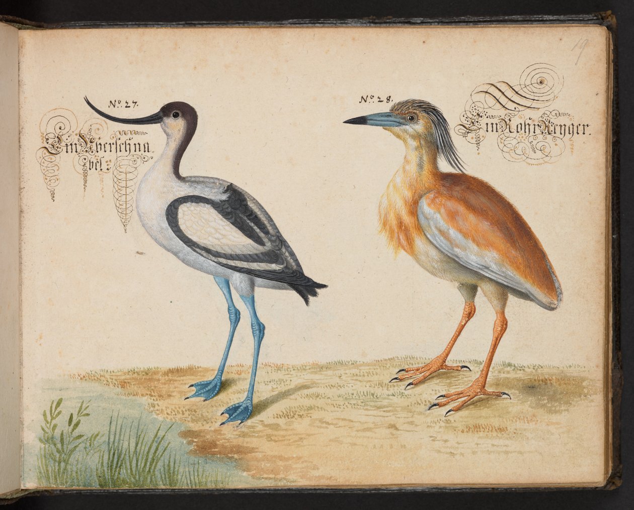 Adjunk hozzá 6485 f.19 Avocet és Squacco Heron alkotó: Leonhard Baldner