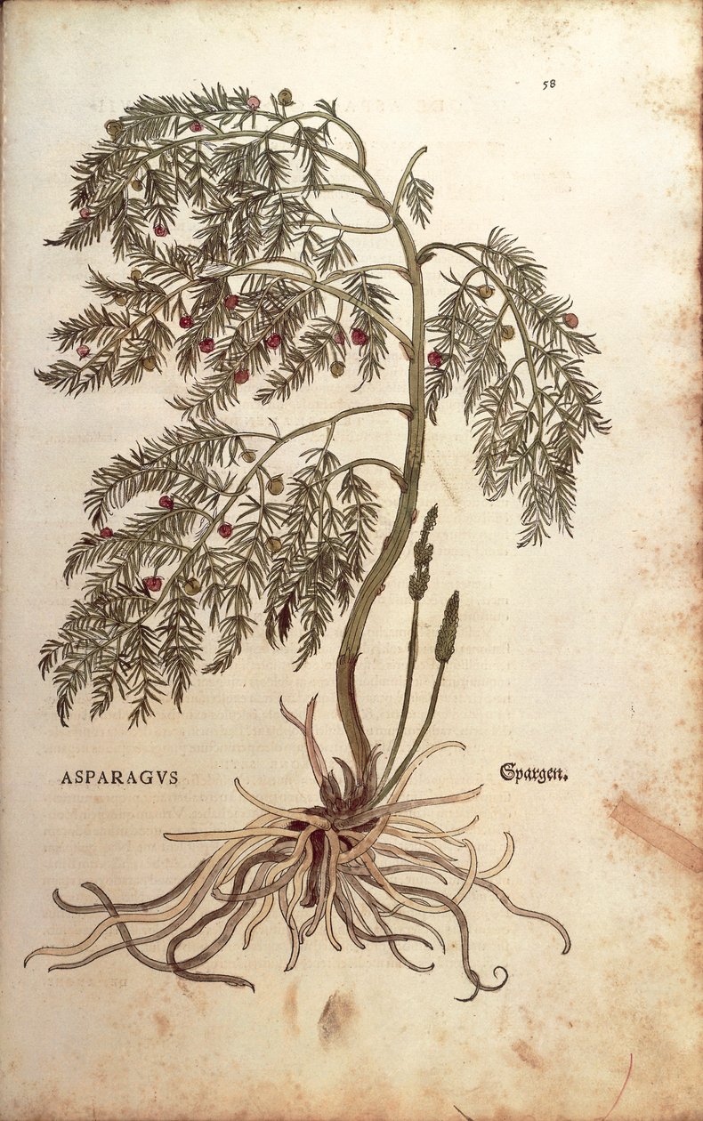 Spárga (Asparagus officinalis) Leonhart Fuchstól a De historia stirpium commentarii insignes (Nevezetes megjegyzések a növények történetéhez) színes metszet alkotó: Leonhard Fuchs