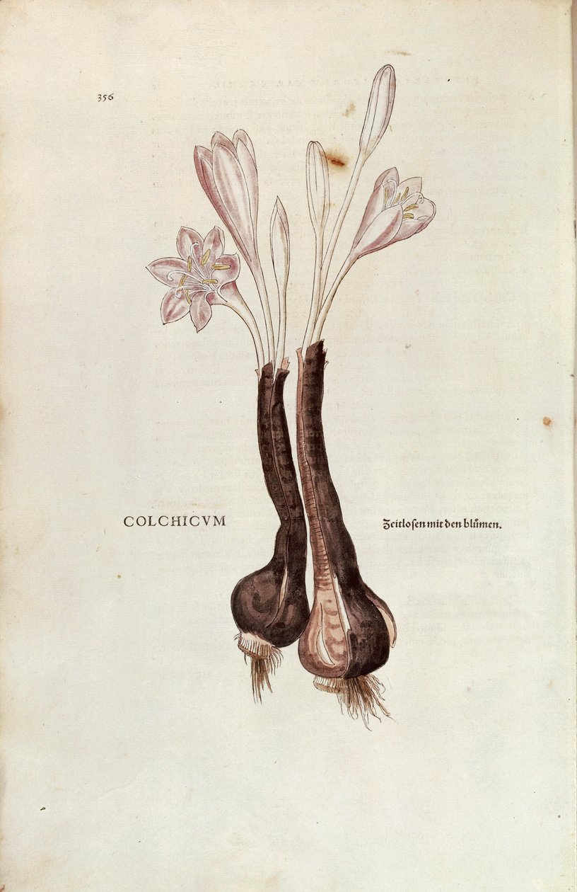 Őszi sáfrány (Őszi Colchicum) Leonhart Fuchstól a De historia stirpium commentarii insignes-ből (Figyelemre méltó megjegyzések a növények történetéhez), színes metszet alkotó: Leonhard Fuchs