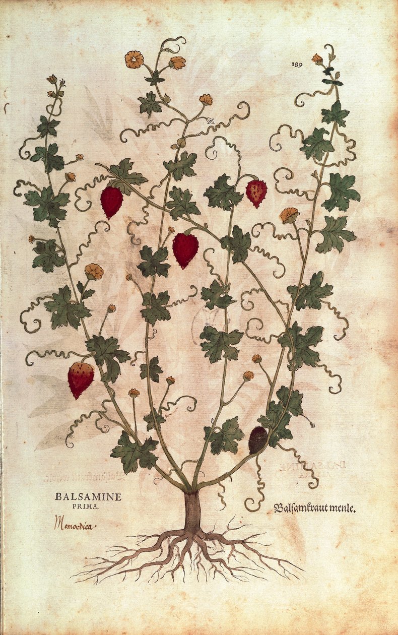 Balzsamalma (Momordica balsamina) Leonhart Fuchstól a De historia stirpium commentarii insignes-ból (Nevezetes megjegyzések a növények történetéhez), színes metszet alkotó: Leonhard Fuchs
