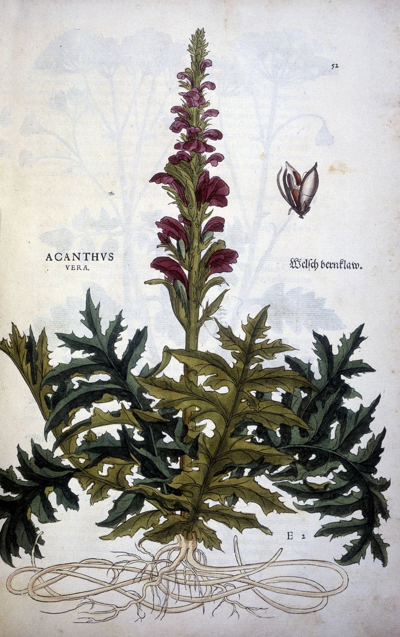 Botanikai lemez: Acanthus vagy Acanthus - Leonhart Fuchs "A Stirpium-kommentárok története" című könyvében alkotó: Leonhard Fuchs