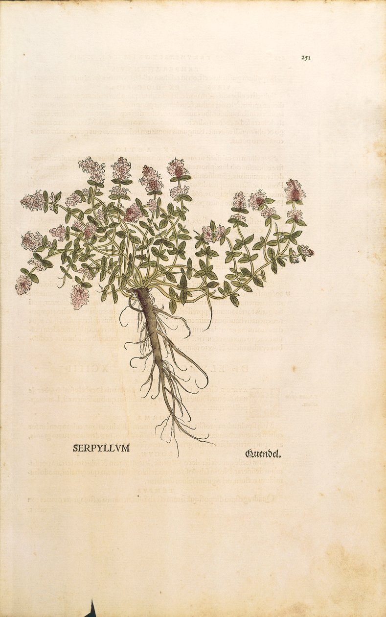 Breckland vagy vadkakukkfű (Thymus serpyllum), Leonhart Fuchs színes metszet alkotó: Leonhard Fuchs
