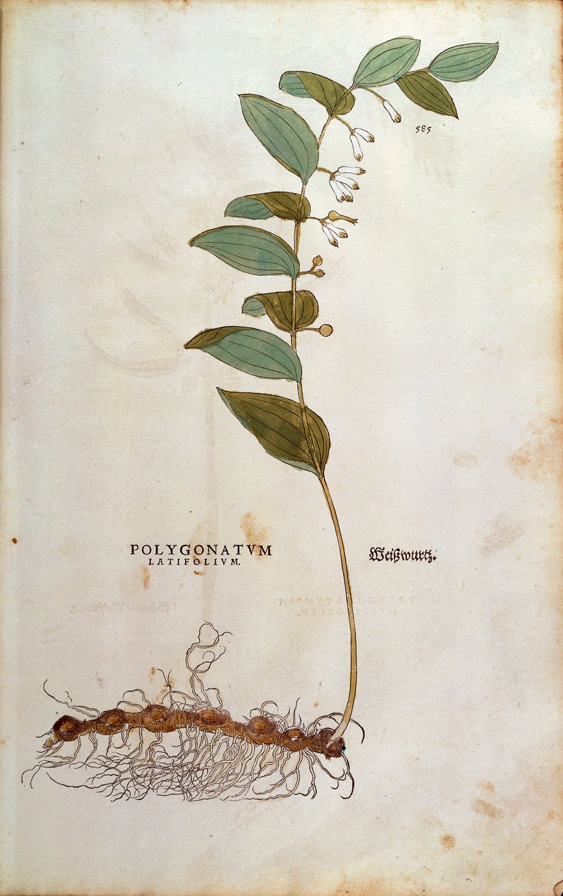 Széleslevelű Salamon pecsétje (Polygonatum latifolium) Leonhart Fuchstól a De historia stirpium commentarii insignes (Nevezetes megjegyzések a növények történetéhez) színes metszet alkotó: Leonhard Fuchs