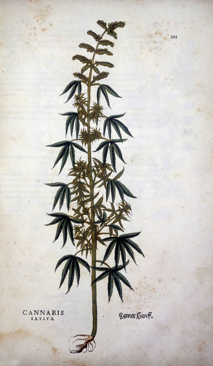 Cannabis Sativa (kendertermesztés) - Leonhart Fuchs "A rasszizmus története" című filmjében alkotó: Leonhard Fuchs