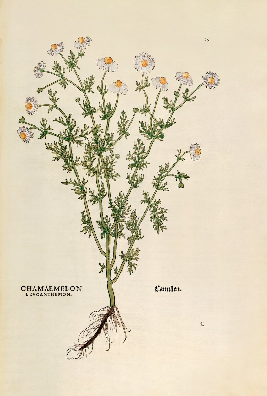 Kamilla - Matricaria chamomilla (Chamaemelum leucanthemum) Leonhart Fuchs által a De historia stirpium commentarii insignes (Nevezetes kommentárok a növények történetéhez) című színes metszetből. alkotó: Leonhard Fuchs