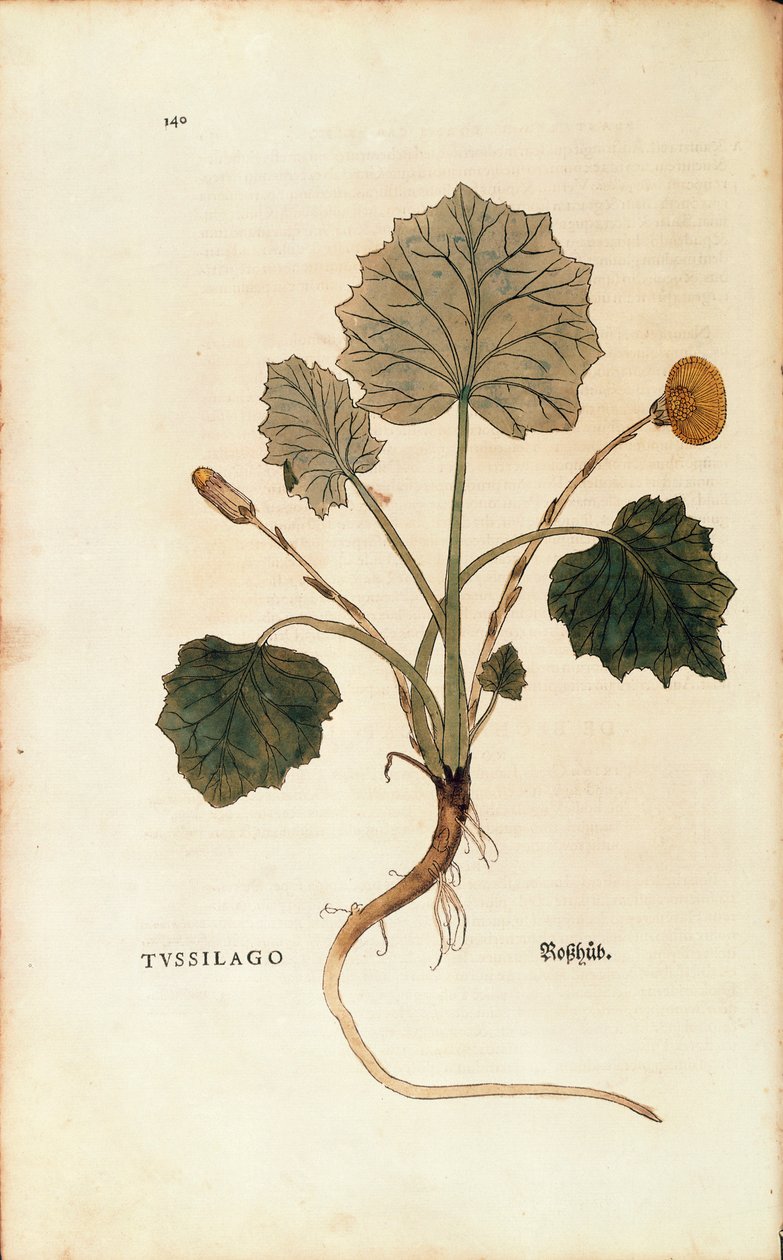 Csikóláb (Tussilago farfara), Leonhart Fuchs, De historia stirpium commentarii insignes (Nevezetes megjegyzések a növények történetéhez), színes metszet alkotó: Leonhard Fuchs
