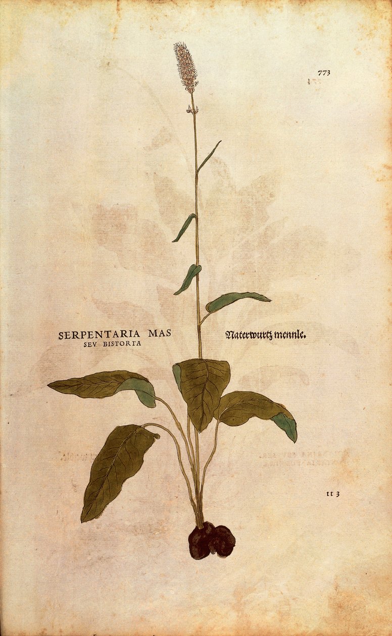 Common Bistorta - Persicaria bistorta vagy Bistorta polygonum (Serpentaria mas seu bistorta) Leonhart Fuchstól a De historia stirpium commentarii insignes (Nevezetes megjegyzések a növények történetéhez) színes metszet alkotó: Leonhard Fuchs