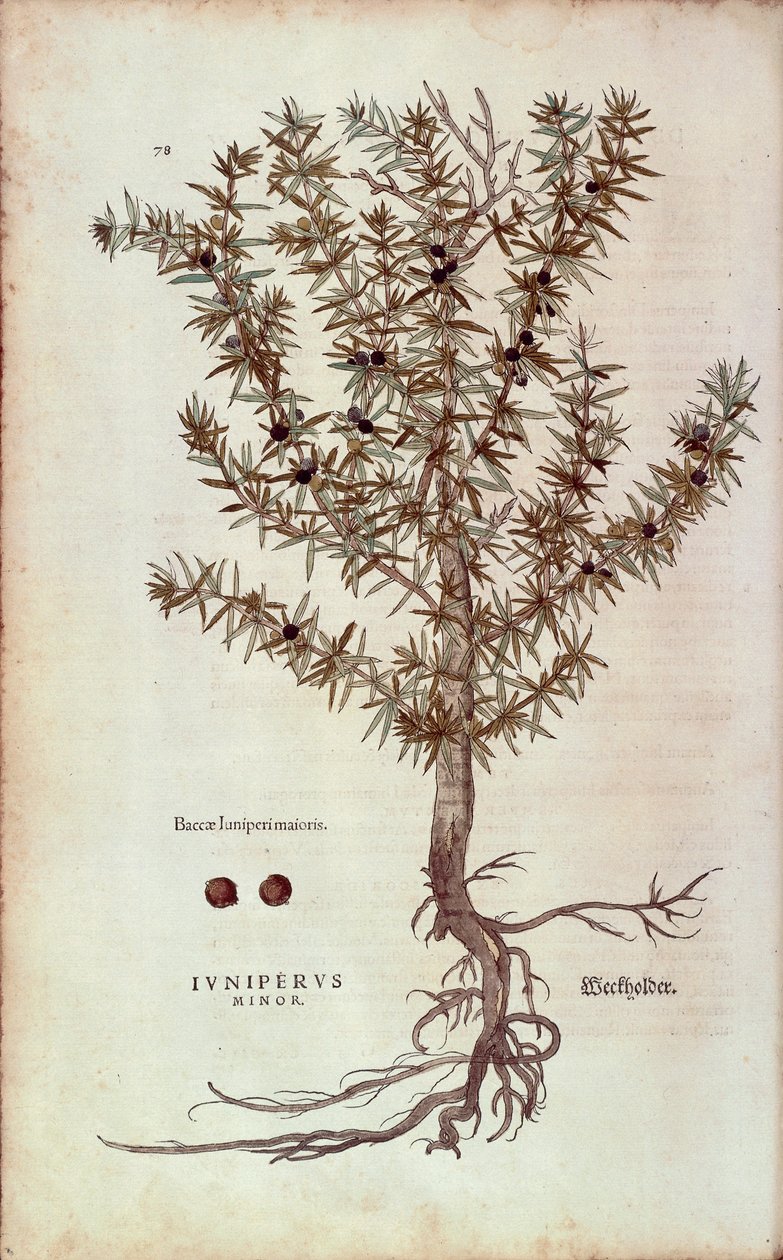 Közönséges boróka - Juniperus communis (Juniperus minor) Leonhart Fuchstól a De historia stirpium commentarii insignes (Nevezetes megjegyzések a növények történetéhez) színes metszet alkotó: Leonhard Fuchs