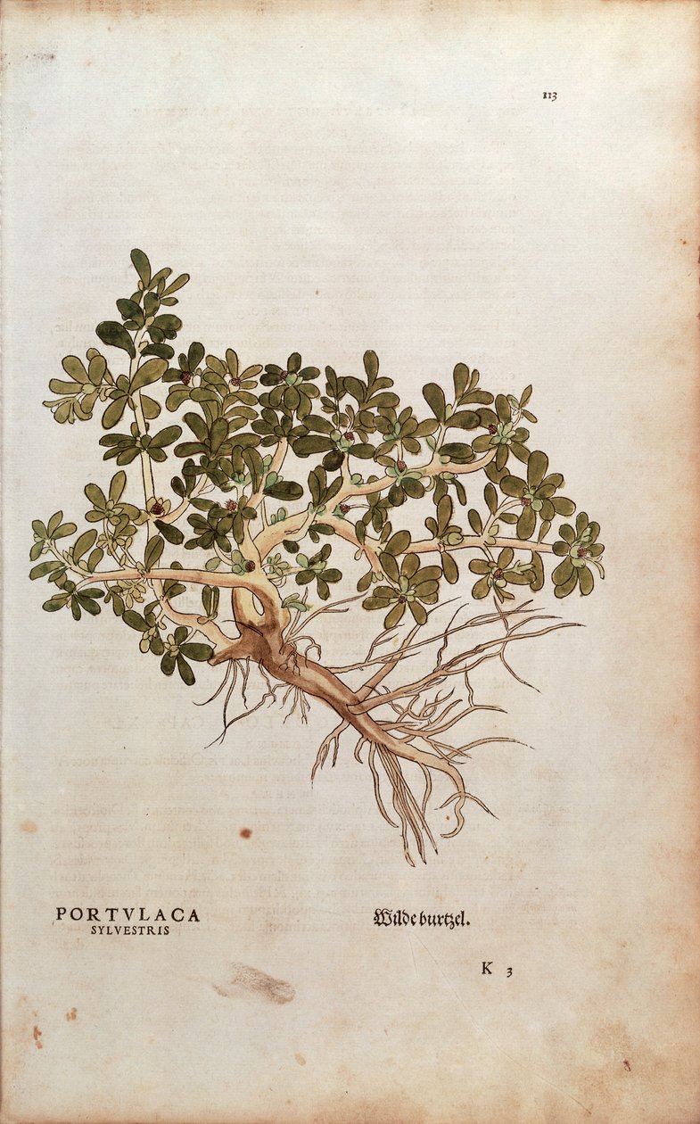 Közönséges porcsin vagy disznófű - Portulaca oleracea (Portulaca sylvestris), Leonhart Fuchs a De historia stirpium commentarii insignes-ból (Nevezetes megjegyzések a növények történetéhez), színes metszet alkotó: Leonhard Fuchs