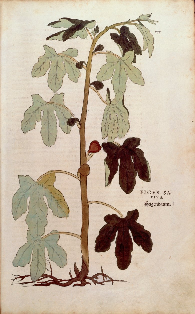 Közönséges füge - Ficus carica (Ficus sativa) Leonhart Fuchs által a De historia stirpium commentarii insignes (Figyelemre méltó kommentárok a növények történetéhez) című színes metszetből. alkotó: Leonhard Fuchs