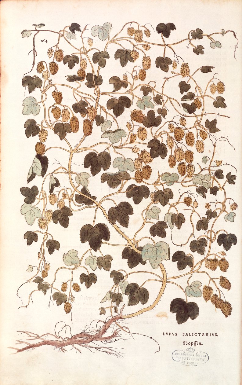 Közönséges komló - Humulus lupulus (Lupus salictarius) Leonhart Fuchs A faji különbségek története (Nevezetes megjegyzések a növények történetéhez) színes metszetből alkotó: Leonhard Fuchs