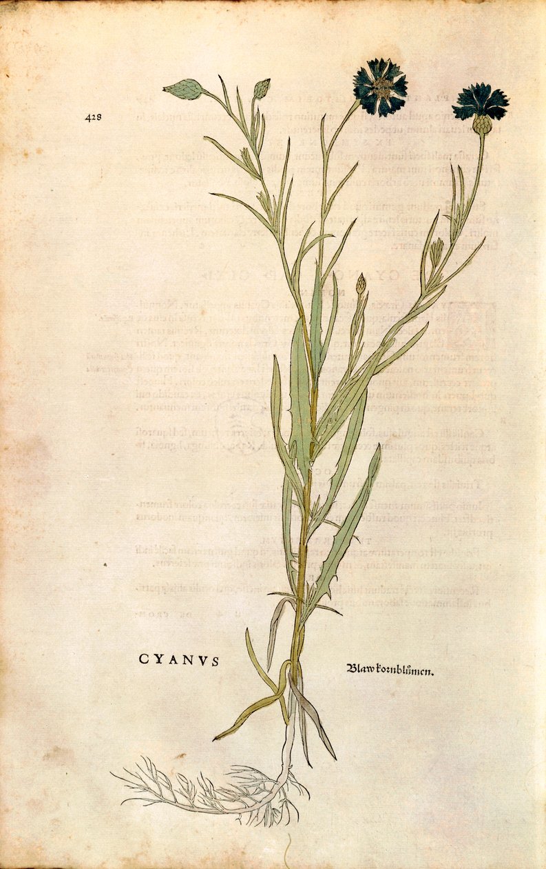 Búzavirág (Centaurea cyanus), Leonhart Fuchs a De historia stirpium commentarii insignes-ból (Nevezetes megjegyzések a növények történetéhez), színes metszet alkotó: Leonhard Fuchs