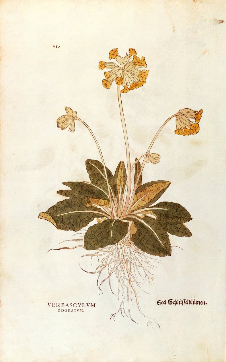 Cowslip - Primula vertis officinalis (Verbasculum odoratum) Leonhart Fuchstól A növények történetéből (Nevezetes megjegyzések a növények történetéhez), színes metszet alkotó: Leonhard Fuchs