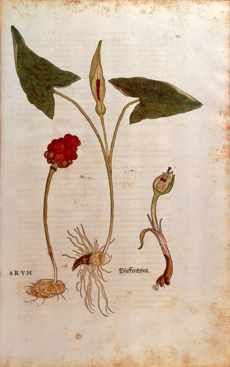 Kakukk Pint avagy olasz urak és hölgyek - Arum italicum (Arum) Leonhart Fuchstól a De historia stirpium commentarii insignes-ból (Nevezetes megjegyzések a növények történetéhez), színes metszet alkotó: Leonhard Fuchs