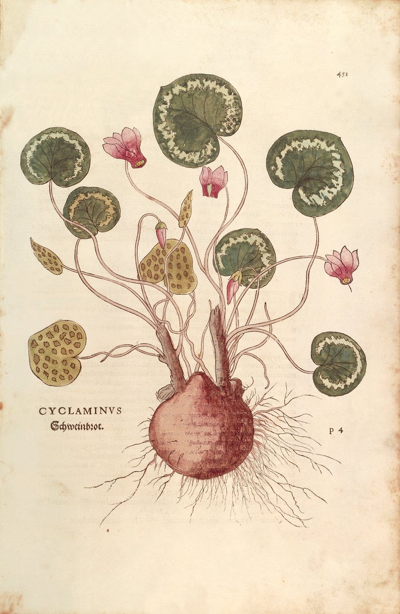 Cyclamen (Cyclaminus) Leonhart Fuchs által a De historia stirpium commentarii insignes (Figyelemre méltó kommentárok a növények történetéhez) című színes metszetből. alkotó: Leonhard Fuchs
