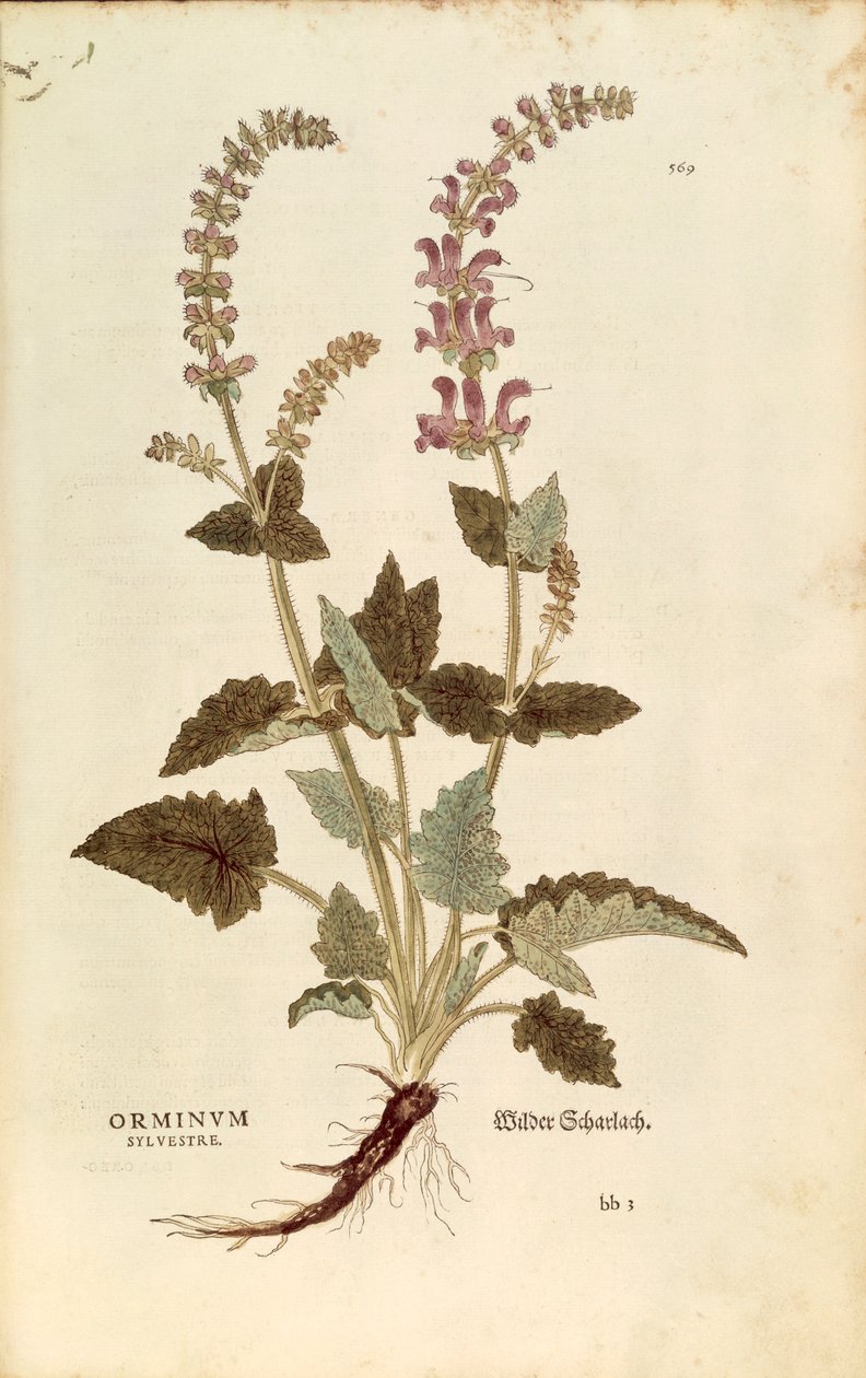 Sárkányszáj (Horminum vagy Orminum sylvestre) Leonhart Fuchstól a De historia stirpium commentarii insignes-ból (Nevezetes megjegyzések a növények történetéhez), színes metszet alkotó: Leonhard Fuchs