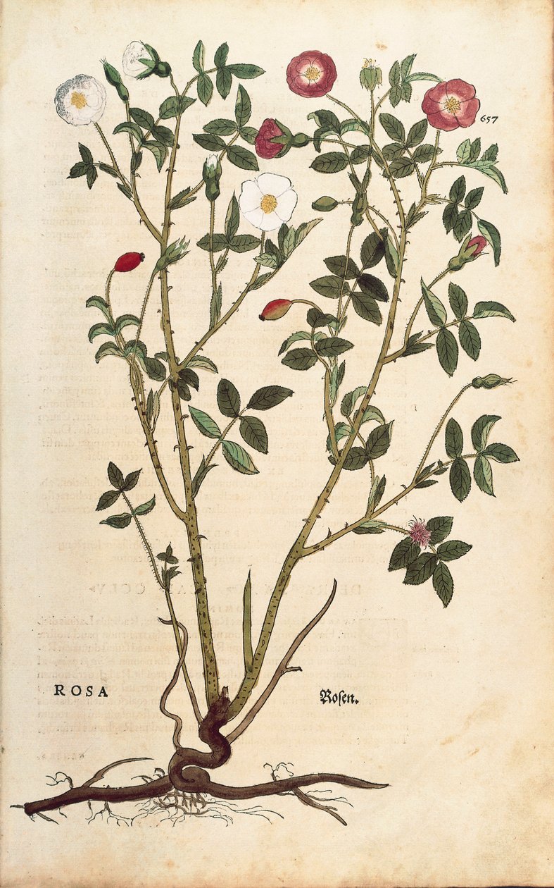 Örökzöld rózsa (Rosa sempervirens), Leonhart Fuchs a De historia stirpium commentarii insignes-ból (Nevezetes megjegyzések a növények történetéhez), színes metszet alkotó: Leonhard Fuchs