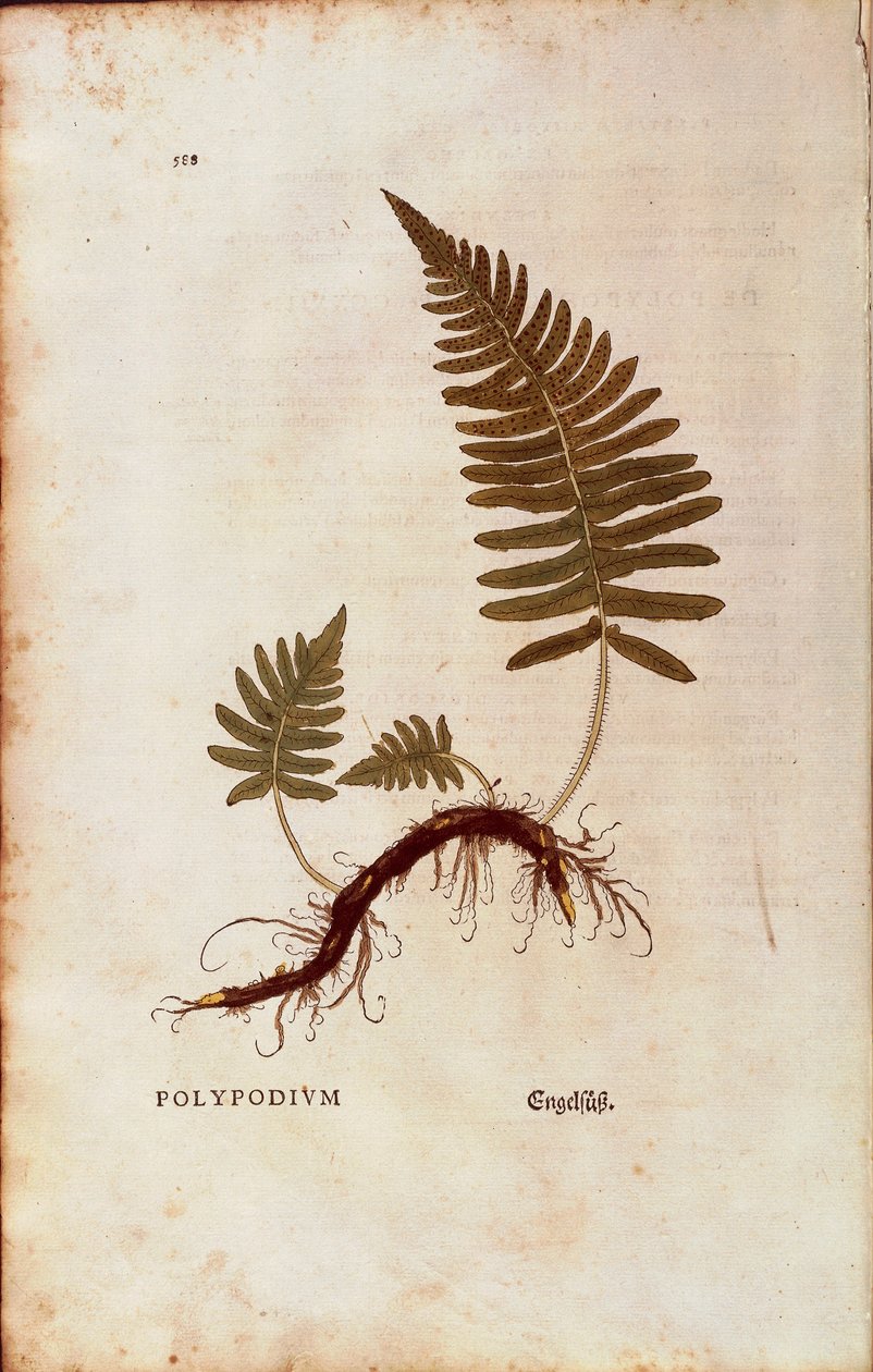 Páfrány, közönséges soklábú (Polypodium vulgare) Leonhart Fuchstól a De historia stirpium commentarii insignes (Nevezetes megjegyzések a növények történetéhez) színes metszet alkotó: Leonhard Fuchs