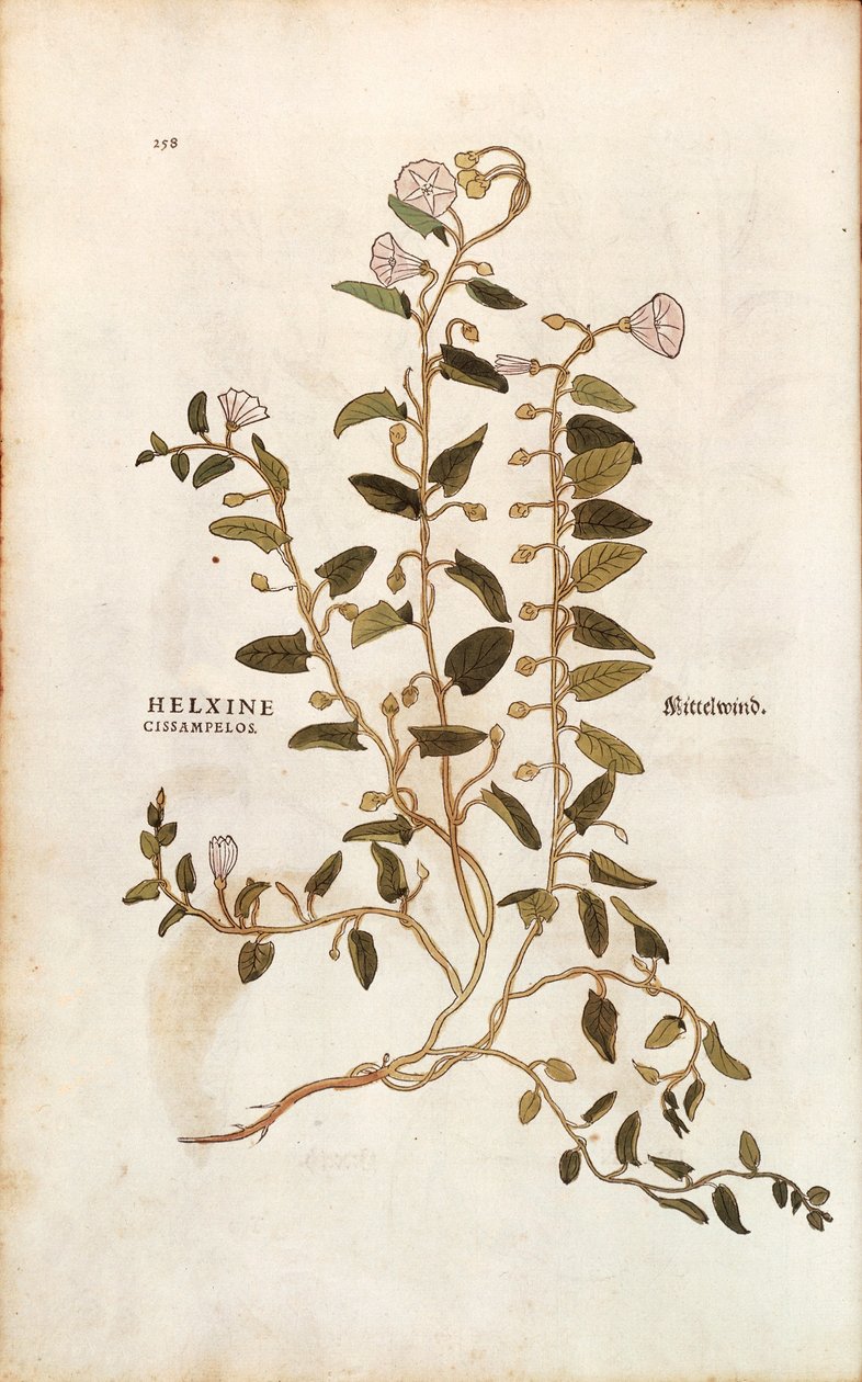 Szántófű - Convolvulus arvensis (Helxine cissampelos) Leonhart Fuchstól a De historia stirpium commentarii insignes (Nevezetes megjegyzések a növények történetéhez) színes metszet alkotó: Leonhard Fuchs