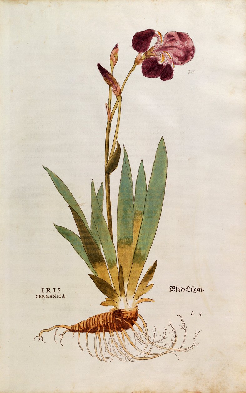 Német írisz - Iris florentina (Iris germanica) Leonhart Fuchstól a De historia stirpium commentarii insignes-ból (Nevezetes megjegyzések a növények történetéhez), színes metszet alkotó: Leonhard Fuchs