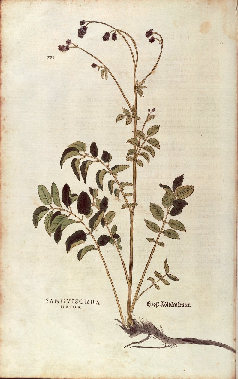 Nagy burnet - Sanguisorba officinalis (Sanguisorba major) Leonhart Fuchstól a De historia stirpium commentarii insignes (Nevezetes megjegyzések a növények történetéhez) színes metszet alkotó: Leonhard Fuchs