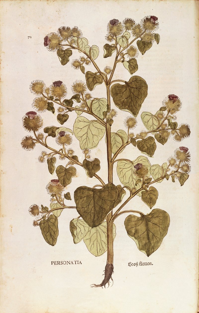 Bojtorján - Arctium lappa (Personatia) Leonhart Fuchstól a De historia stirpium commentarii insignes-ból (Nevezetes megjegyzések a növények történetéhez), színes metszet alkotó: Leonhard Fuchs