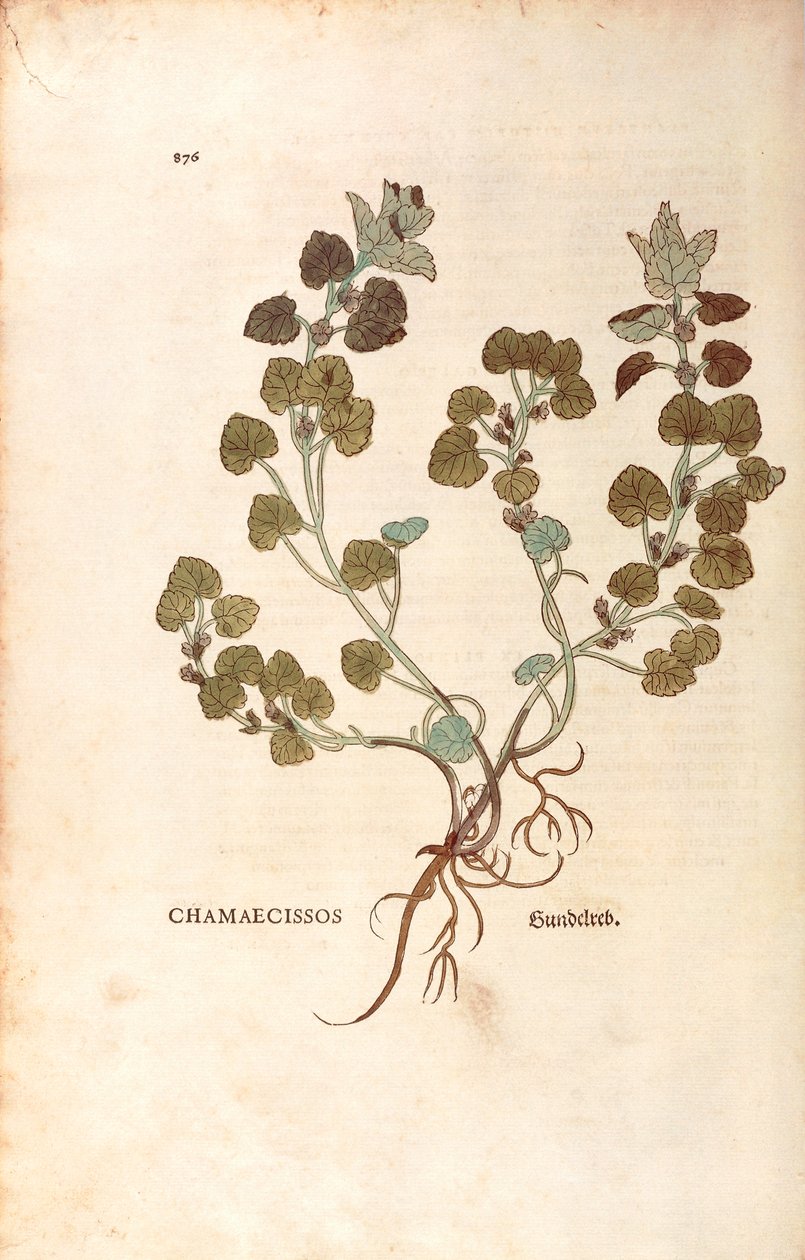 Borostyán - Glechoma hederacea (Chamaecissos) Leonhart Fuchstól a De historia stirpium commentarii insignes-ból (Nevezetes megjegyzések a növények történetéhez), színes metszet alkotó: Leonhard Fuchs