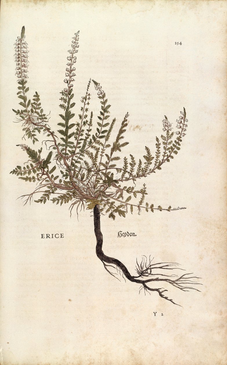Heather - Calluna vulgaris (Erice), Leonhart Fuchs a De historia stirpium commentarii insignes-ból (Nevezetes megjegyzések a növények történetéhez), színes metszet alkotó: Leonhard Fuchs