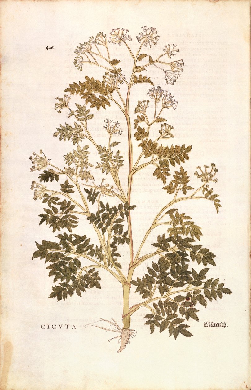 Bürök - Conium maculatum (Cicuta), Leonhart Fuchs a De historia stirpium commentarii insignes-ból (Nevezetes megjegyzések a növények történetéhez), színes metszet alkotó: Leonhard Fuchs