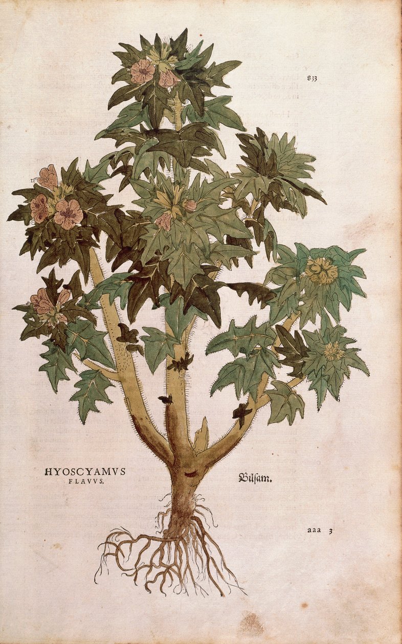 Henbane - Hyoscyamus niger (Hyoscyamus flavus) Leonhart Fuchstól a De historia stirpium commentarii insignes (Nevezetes megjegyzések a növények történetéhez) színes metszet alkotó: Leonhard Fuchs