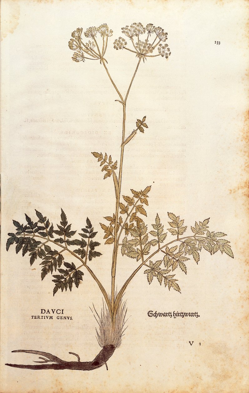 Sertés édeskömény - Peucedanus cervaria (Dauci harmadik nemzetsége) Leonhart Fuchs A faji különbségek története (Notable Commentaries on the History of Plants) színes metszetből alkotó: Leonhard Fuchs