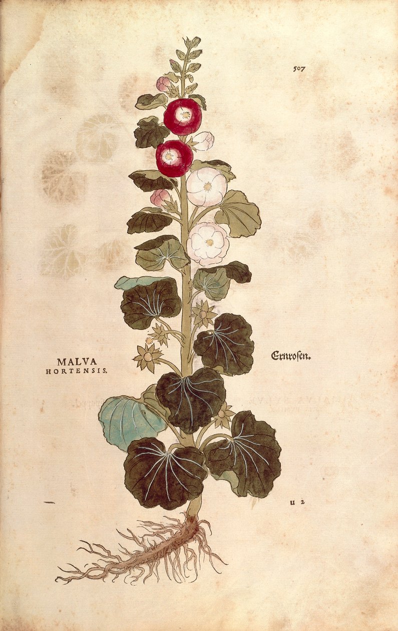 Hollyhock - Malvaceae - Alcea (Malva hortensis) Leonhart Fuchstól a De historia stirpium commentarii insignes (Nevezetes megjegyzések a növények történetéhez) színes metszet alkotó: Leonhard Fuchs