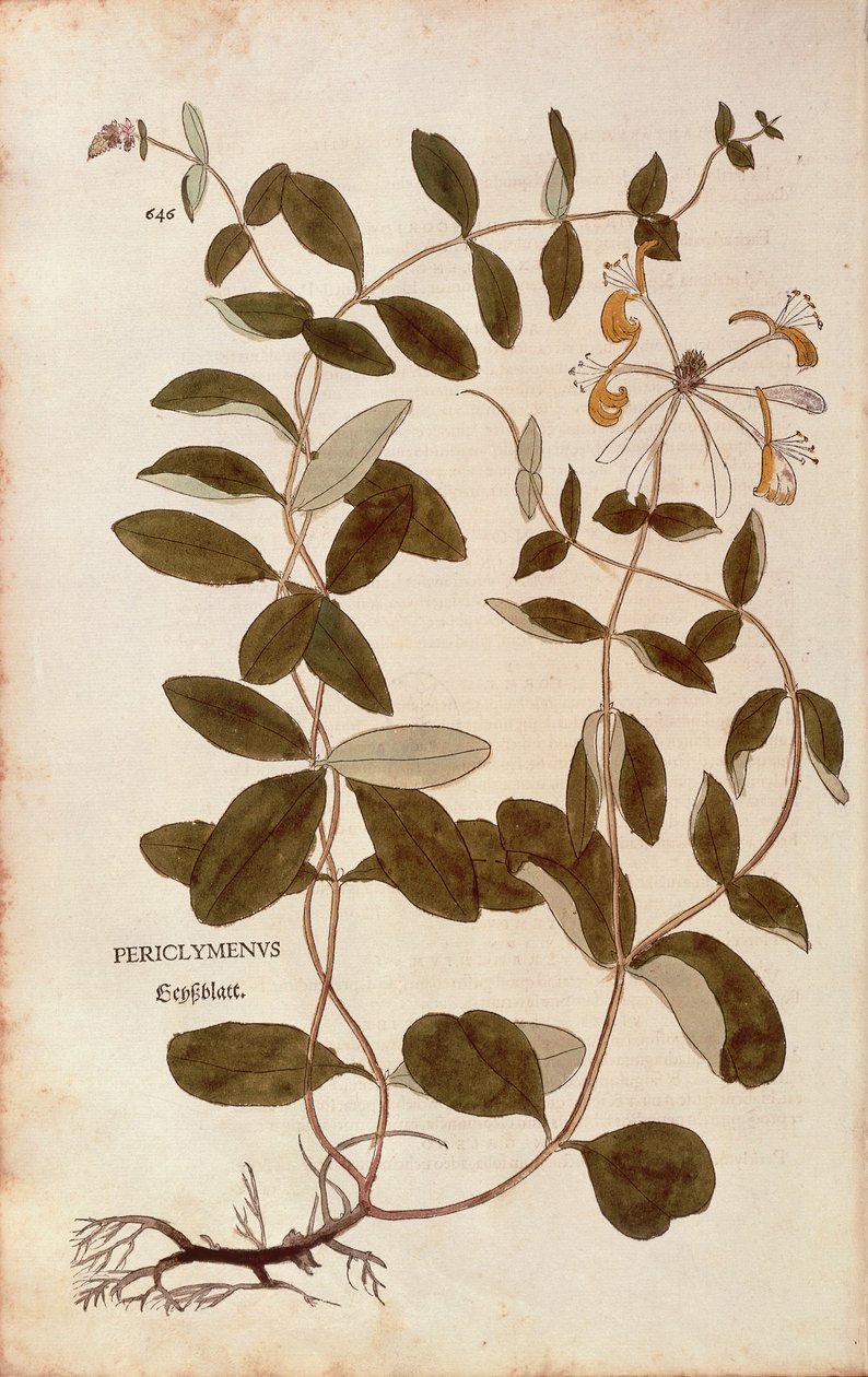 Lonc (Lonicera periclymenum) Leonhart Fuchs által a De historia stirpium commentarii insignes (Nevezetes kommentárok a növények történetéhez) című kötetből, színes metszet. alkotó: Leonhard Fuchs