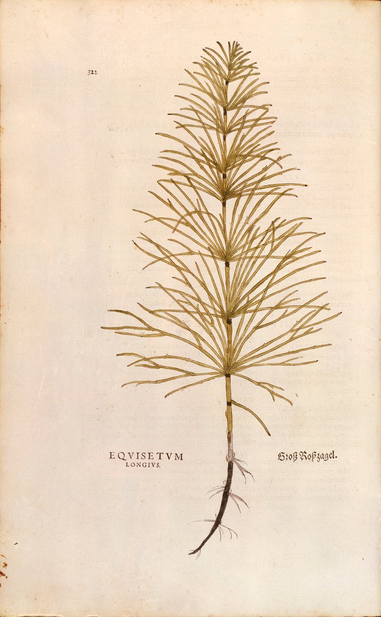 Tormás - Equisetum arvense (Equisetum longius) Leonhart Fuchs által a De historia stirpium commentarii insignes (Nevezetes kommentárok a növények történetéhez) című színes metszetből. alkotó: Leonhard Fuchs