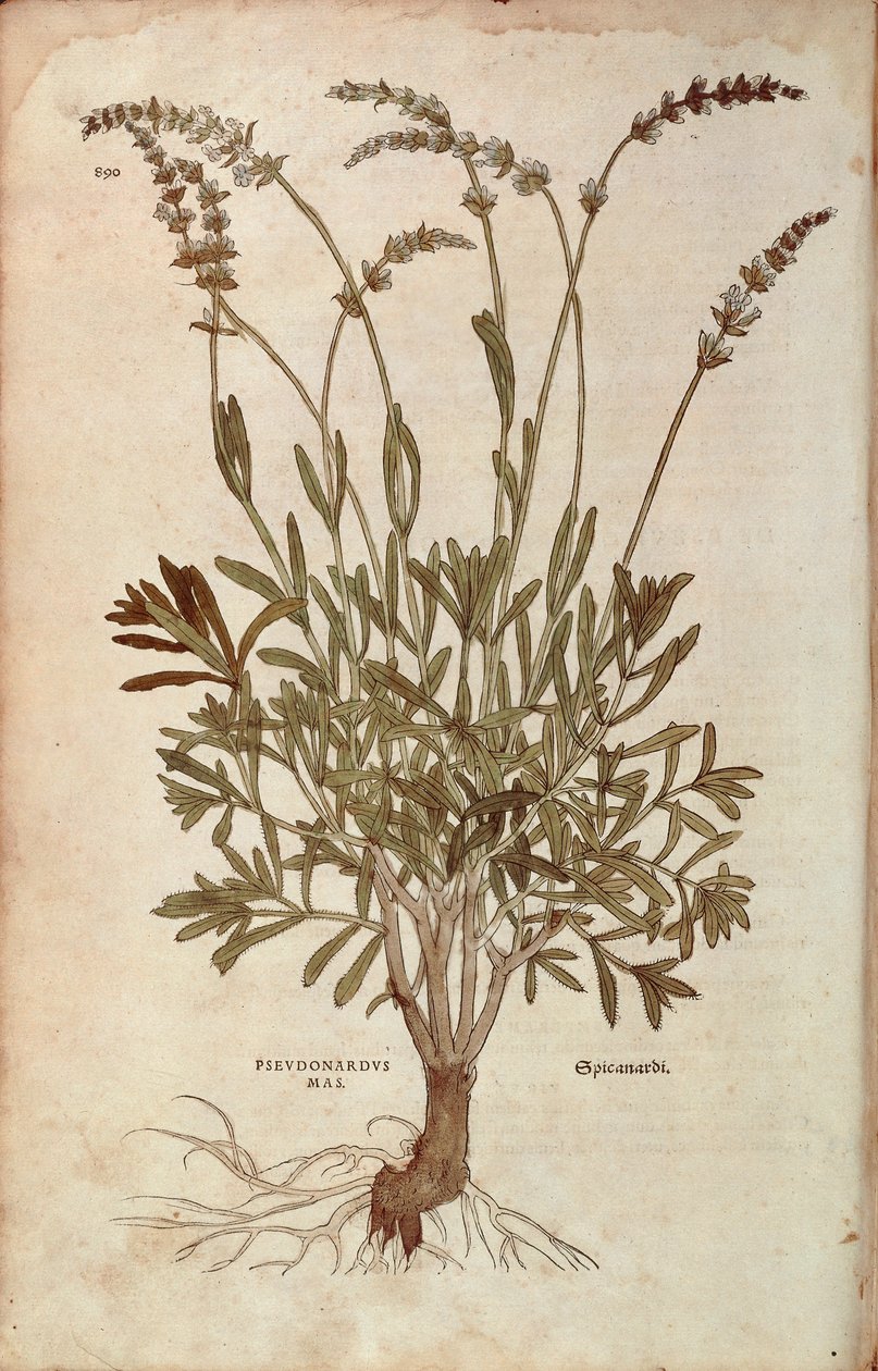 Levendula - Lavandula spica (Pseudonardus mas) Leonhart Fuchstól a De historia stirpium commentarii insignes-ból (Nevezetes megjegyzések a növények történetéhez), színes metszet alkotó: Leonhard Fuchs