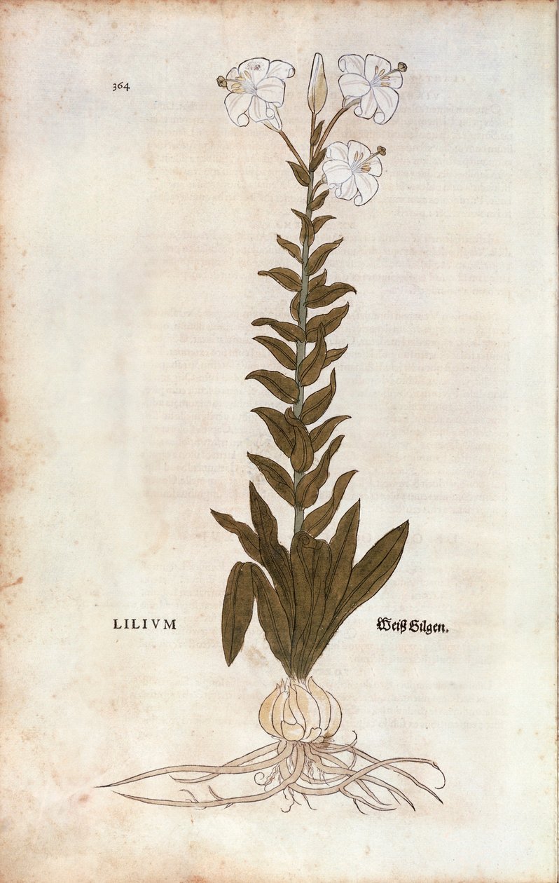 Liliom (Lilium), Leonhart Fuchs a De historia stirpium commentarii insignes-ból (Nevezetes megjegyzések a növények történetéhez), színes metszet alkotó: Leonhard Fuchs
