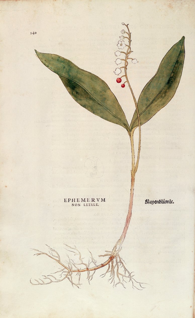 Gyöngyvirág - Convallaria majalis (Nem halálos ephemerum), Leonhart Fuchs a De historia stirpium commentarii insignes-ból (Nevezetes megjegyzések a növények történetéhez), színes metszet alkotó: Leonhard Fuchs