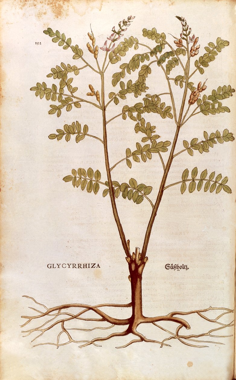 Édesgyökér vagy édesgyökér (Glycyrrhiza glabra) Leonhart Fuchstól a De historia stirpium commentarii insignes (Nevezetes megjegyzések a növények történetéhez) színes metszet alkotó: Leonhard Fuchs
