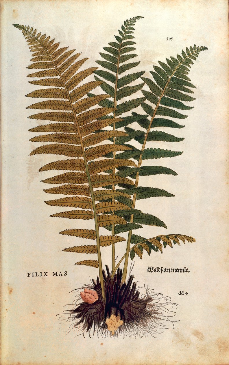 Hím páfrány (Dryopteris filix-mas) Leonhart Fuchstól a De historia stirpium commentarii insignes (Nevezetes megjegyzések a növények történetéhez) színes metszet alkotó: Leonhard Fuchs
