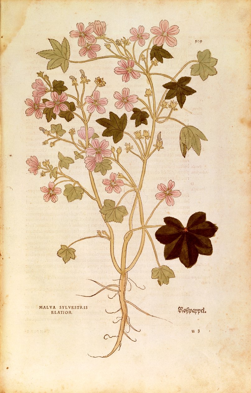 Mályva (Malva sylvestris elatior) Leonhart Fuchstól a De historia stirpium commentarii insignes-ból (Nevezetes megjegyzések a növények történetéhez), színes metszet alkotó: Leonhard Fuchs