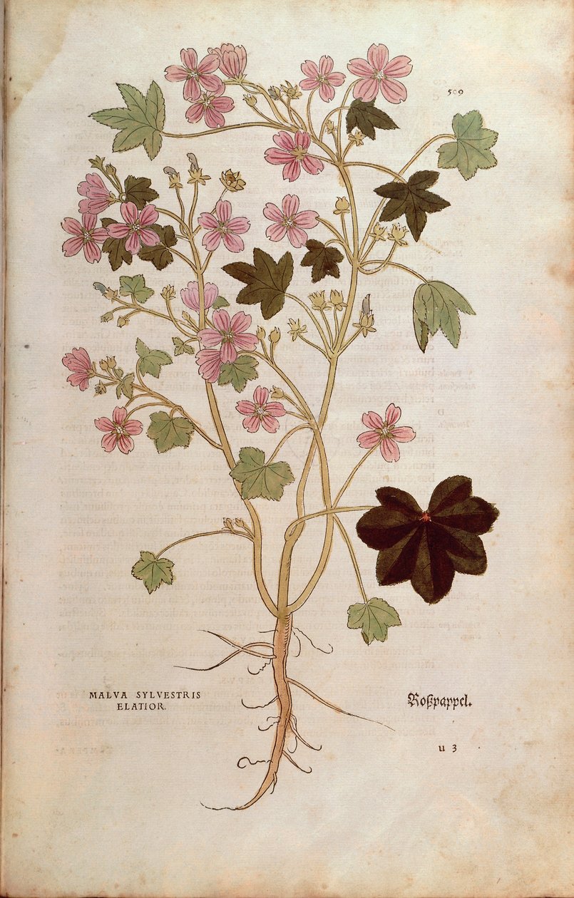 Mályva (Malva sylvestris elatior) Leonhart Fuchstól a De historia stirpium commentarii insignes-ból (Nevezetes megjegyzések a növények történetéhez), színes metszet alkotó: Leonhard Fuchs