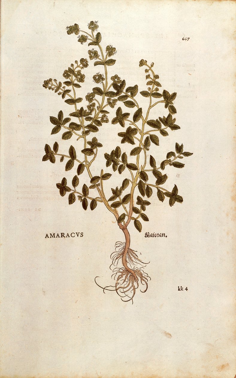 Majoránna - Origanum majorana (Amaracus) Leonhart Fuchstól a De historia stirpium commentarii insignes (Nevezetes megjegyzések a növények történetéhez) színes metszet alkotó: Leonhard Fuchs