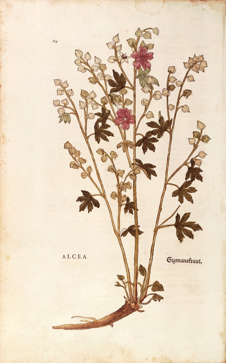 Mályvacukor – Althaea, Leonhart Fuchs a De historia stirpium commentarii insignes-ból (Nevezetes megjegyzések a növények történetéhez) színes metszet alkotó: Leonhard Fuchs
